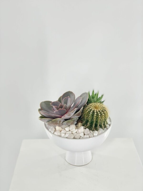 June 18 - Cactus Bowl Workshop - Final Product