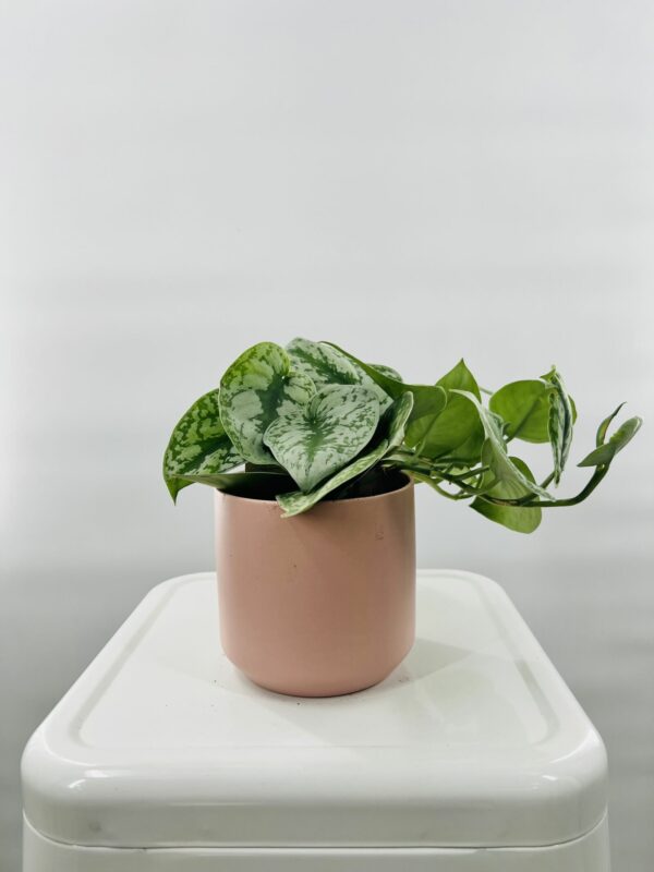 Pothos in Coloured Planter - Pink